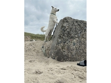 BARNEY, Hund, Mischlingshund in Dingelstädt - Bild 6