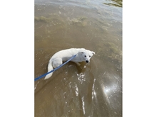 BARNEY, Hund, Mischlingshund in Dingelstädt - Bild 7