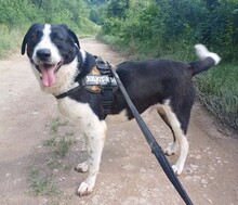 LUCKY, Hund, Mischlingshund in Rumänien - Bild 1