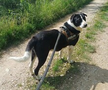 LUCKY, Hund, Mischlingshund in Rumänien - Bild 10