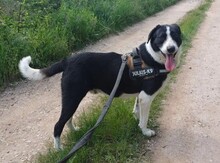 LUCKY, Hund, Mischlingshund in Rumänien - Bild 11