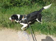 LUCKY, Hund, Mischlingshund in Rumänien - Bild 13
