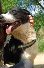 LUCKY, Hund, Mischlingshund in Rumänien - Bild 14