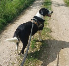LUCKY, Hund, Mischlingshund in Rumänien - Bild 15