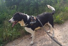 LUCKY, Hund, Mischlingshund in Rumänien - Bild 16