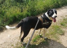 LUCKY, Hund, Mischlingshund in Rumänien - Bild 17