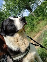 LUCKY, Hund, Mischlingshund in Rumänien - Bild 18