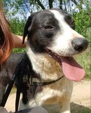 LUCKY, Hund, Mischlingshund in Rumänien - Bild 2