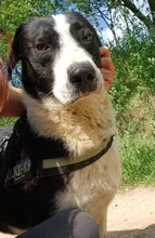 LUCKY, Hund, Mischlingshund in Rumänien - Bild 3