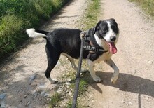 LUCKY, Hund, Mischlingshund in Rumänien - Bild 4