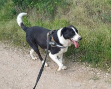 LUCKY, Hund, Mischlingshund in Rumänien - Bild 5