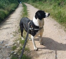 LUCKY, Hund, Mischlingshund in Rumänien - Bild 6