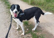 LUCKY, Hund, Mischlingshund in Rumänien - Bild 7
