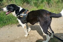 LUCKY, Hund, Mischlingshund in Rumänien - Bild 8
