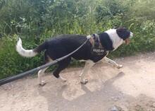 LUCKY, Hund, Mischlingshund in Rumänien - Bild 9