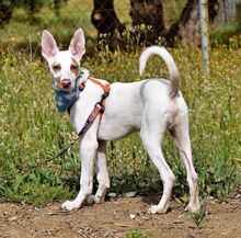 CAMILO, Hund, Podenco Andaluz in Spanien - Bild 2