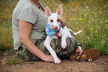 CAMILO, Hund, Podenco Andaluz in Spanien - Bild 3