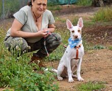 CAMILO, Hund, Podenco Andaluz in Spanien - Bild 4