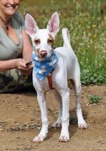 CAMILO, Hund, Podenco Andaluz in Spanien - Bild 5