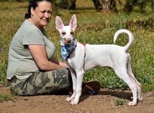 CAMILO, Hund, Podenco Andaluz in Spanien - Bild 6