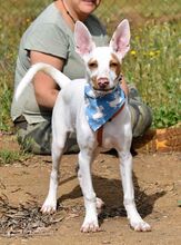 CAMILO, Hund, Podenco Andaluz in Spanien - Bild 7