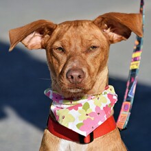 DUNA, Hund, Podenco Andaluz-Mix in Spanien - Bild 1