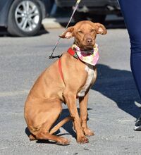 DUNA, Hund, Podenco Andaluz-Mix in Spanien - Bild 2