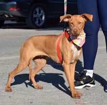 DUNA, Hund, Podenco Andaluz-Mix in Spanien - Bild 3
