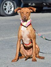 DUNA, Hund, Podenco Andaluz-Mix in Spanien - Bild 4