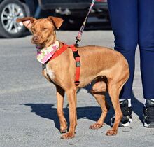 DUNA, Hund, Podenco Andaluz-Mix in Spanien - Bild 5