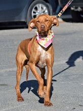 DUNA, Hund, Podenco Andaluz-Mix in Spanien - Bild 6