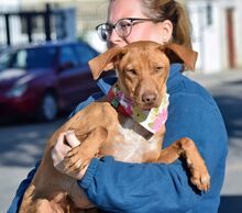 DUNA, Hund, Podenco Andaluz-Mix in Spanien - Bild 7