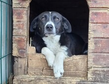 NONA, Hund, Mischlingshund in Rumänien - Bild 2