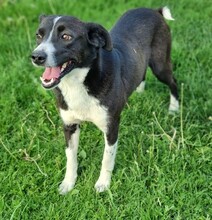 NONA, Hund, Mischlingshund in Rumänien - Bild 3