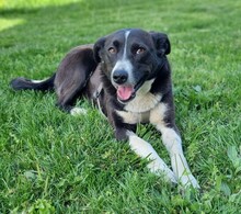 NONA, Hund, Mischlingshund in Rumänien - Bild 4