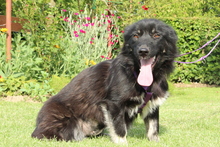 LARA, Hund, Mischlingshund in Hagen - Bild 1