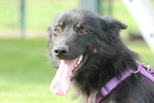 LARA, Hund, Mischlingshund in Hagen - Bild 2