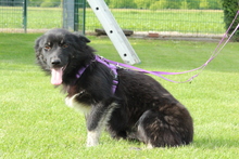 LARA, Hund, Mischlingshund in Hagen - Bild 3