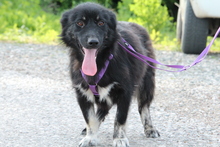 LARA, Hund, Mischlingshund in Hagen - Bild 4