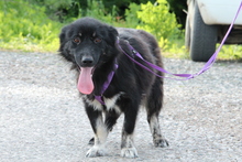 LARA, Hund, Mischlingshund in Hagen - Bild 5