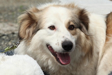 SAMU, Hund, Mischlingshund in Hagen - Bild 1