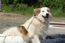 SAMU, Hund, Mischlingshund in Hagen - Bild 2