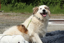 SAMU, Hund, Mischlingshund in Hagen - Bild 3