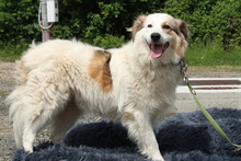 SAMU, Hund, Mischlingshund in Hagen - Bild 4