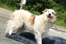 SAMU, Hund, Mischlingshund in Hagen - Bild 5