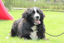 BENJI, Hund, Mischlingshund in Hagen - Bild 1