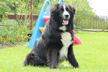 BENJI, Hund, Mischlingshund in Hagen - Bild 2