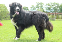 BENJI, Hund, Mischlingshund in Hagen - Bild 4