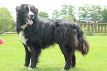 BENJI, Hund, Mischlingshund in Hagen - Bild 5