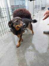 LEXI, Hund, Mischlingshund in Rumänien - Bild 2
